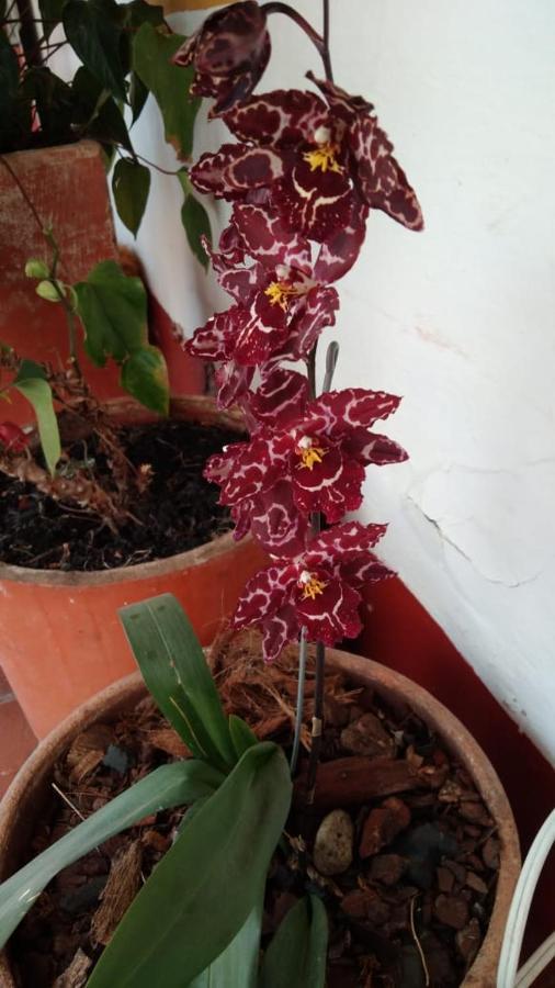 Hospederia Colonial De Villa De Leyva Zewnętrze zdjęcie